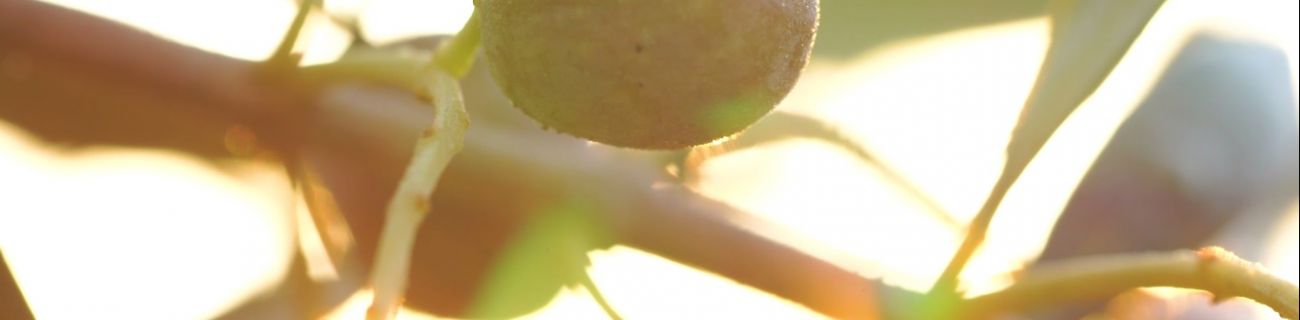 THE MEDITERRANEAN DIET: A CULTURAL HERITAGE OF THE HUMANITY